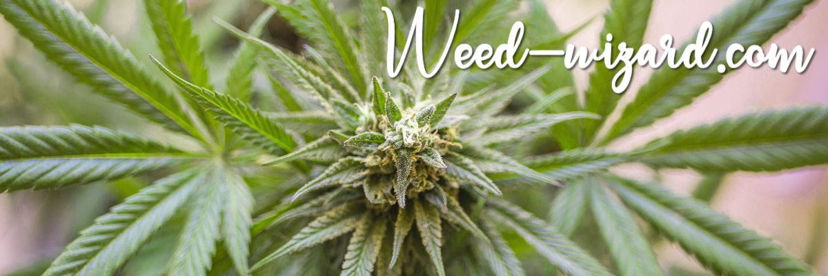 weed-wizard.com